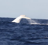 Australian Whale Watching - Gold Coast Attractions