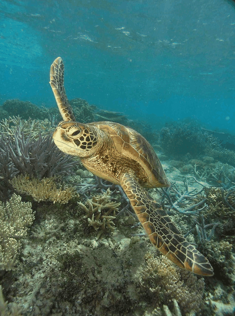 Big Cat Green Island Reef Cruises - Gold Coast Attractions 2