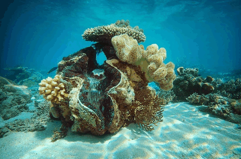 Big Cat Green Island Reef Cruises - Gold Coast Attractions 3