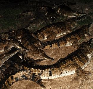 Cairns Night Zoo - Gold Coast Attractions 3