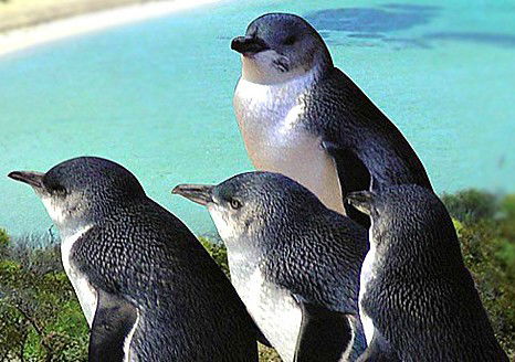Shoalwater WA Gold Coast Attractions