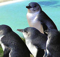 Rockingham Wild Encounters - Gold Coast Attractions