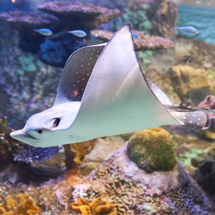 Melbourne Aquarium - Gold Coast Attractions 4