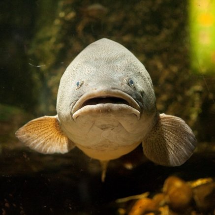 Melbourne Aquarium - Gold Coast Attractions 5