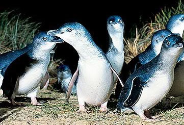 Bunyip Tours - Gold Coast Attractions 4