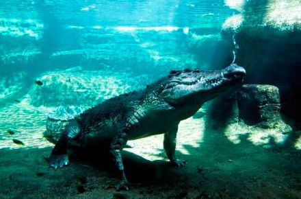 WILD LIFE Sydney Zoo - Gold Coast Attractions 0