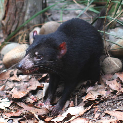 WILD LIFE Sydney Zoo - Gold Coast Attractions 5