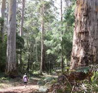 Warren River Loop Walk - Gold Coast Attractions