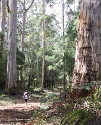 Warren River Loop Walk