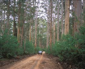 Boranup Drive - Gold Coast Attractions 0