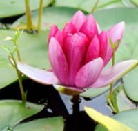 The Lotus Day Spa and Retreat - Gold Coast Attractions