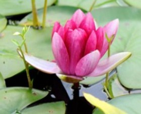 The Lotus Day Spa And Retreat - Gold Coast Attractions 0