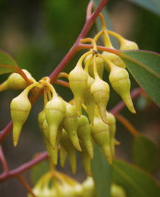 Ravensthorpe WA Gold Coast Attractions