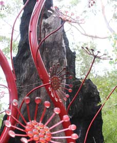 Crowea WA Gold Coast Attractions