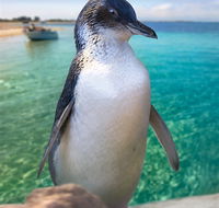 Penguin Island - Gold Coast Attractions