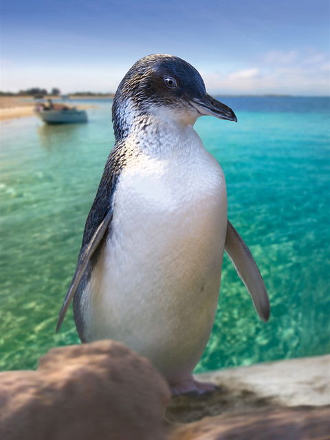 Penguin Island - Gold Coast Attractions 0
