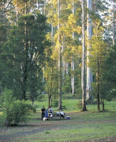 Big Brook Arboretum - Gold Coast Attractions 0