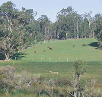 Scenic Drives - Bunbury Collie Donnybrook - Gold Coast Attractions