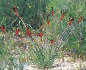 Kalbarri Wildflower Centre - Gold Coast Attractions 0