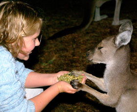 Discovery Bay's Walk On The Wild Side - Gold Coast Attractions 0