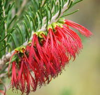 Ethel Daw Scenic Drive - Gold Coast Attractions