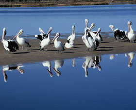 Peel Region Canoe Trails - Gold Coast Attractions 0