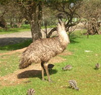 Minlaton Fauna Park - Gold Coast Attractions
