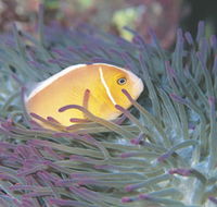 Rowley Shoals - Gold Coast Attractions