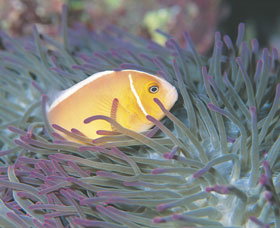 Rowley Shoals - Gold Coast Attractions 0