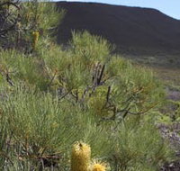 Lesueur Walk Trail Mount Lesueur - Gold Coast Attractions