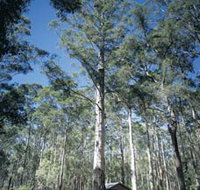 Diamond Tree Lookout Manjimup - Gold Coast Attractions