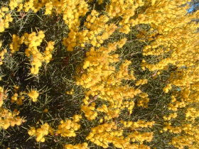 Dalwallinu Remnant Bushland - Gold Coast Attractions 0