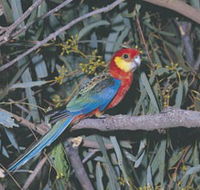 King River - Gold Coast Attractions
