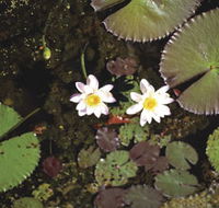 Parry Lagoons Nature Reserve - Gold Coast Attractions