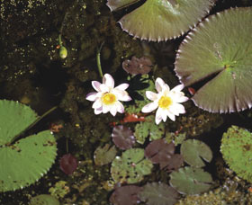 Parry Lagoons Nature Reserve - Gold Coast Attractions 0