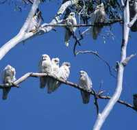 Carawine Gorge - Gold Coast Attractions