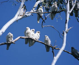 Carawine Gorge - Gold Coast Attractions 0