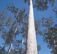 The Four Aces - Gold Coast Attractions