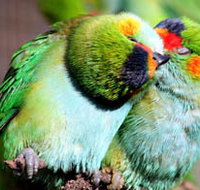 Rainbow Jungle - The Australian Parrot Breeding Centre - Gold Coast Attractions