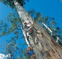 Dave Evans Bicentennial Tree - Gold Coast Attractions