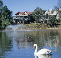 White Swans - Gold Coast Attractions
