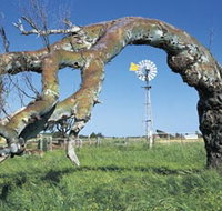 Greenough Leaning Trees - Gold Coast Attractions