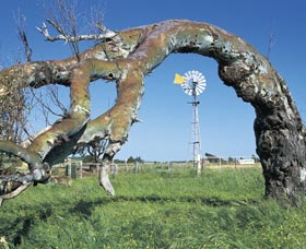 Greenough Leaning Trees - Gold Coast Attractions 0
