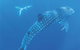 Ningaloo Marine Park - thumb 0