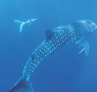 Ningaloo Marine Park - Gold Coast Attractions