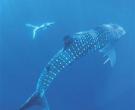 Ningaloo Marine Park - Gold Coast Attractions 0
