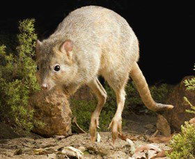 Kanyana Wildlife - Gold Coast Attractions 0