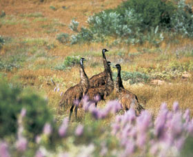 Jurabi Coastal Reserve - Gold Coast Attractions 0
