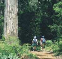 Gloucester Tree - Gold Coast Attractions