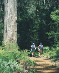 Gloucester Tree